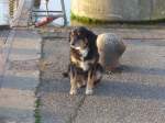 (156'885) - Gwundriger Hund im Hafen von Zoutkamp am 19.