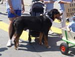 (206'751) - Sennenhund am 23.