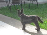 (211'078) - Hund am 13.