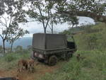 (211'597) - Vier Hunde mit Steyr-Puch - CL 290'139 - am 18.
