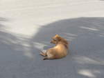 (211'894) - Hund auf der Strasse am 21. November 2019 in La Cruz