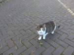 (156'991) - Eine Katze am 20.