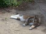 (162'640) - Katze am 26.