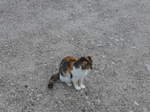 (175'994) - Eine zutrauliche Katze am 19.