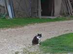 (179'299) - Eine Katze am 2.