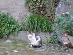 (180'467) - Katze am 23.
