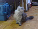 (183'645) - Katze Waris am 20.