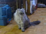 (183'646) - Katze Waris am 20.