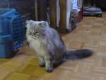 (183'647) - Katze Waris am 20.