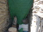 (185'541) - Katzen am 28.