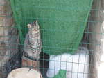 (185'542) - Katze am 28.