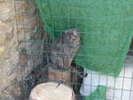 (185'543) - Katze am 28.