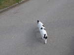 (203'575) - Katze am 13.