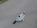 (203'576) - Katze am 13.