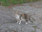 (207'043) - Katze am 3.