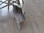 (207'178) - Eine Katze am 4.
