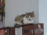 (207'318) - Katze am 5.