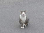 (217'044) - Katze am 17.