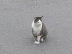 (217'045) - Katze am 17.