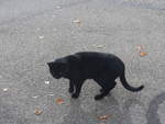 (221'755) - Katze am 11. Oktober 2020 beim Bahnhof Blach