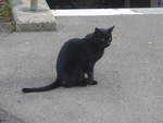 (221'756) - Katze am 11. Oktober 2020 beim Bahnhof Blach