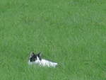 (222'075) - Katze am 18.
