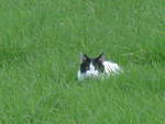 (222'076) - Katze am 18.