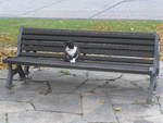 (222'333) - Katze auf dem Bnkli am 21. Oktober 2020 in Heiden