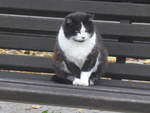 (222'334) - Katze auf dem Bnkli am 21. Oktober 2020 in Heiden