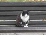 (222'335) - Katze auf dem Bnkli am 21. Oktober 2020 in Heiden