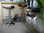 (239'444) - Kater Shaggy und Katze Nimerya am 23.