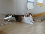 (239'448) - Katze Nimerya am 23.