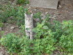 (241'352) - Katze am 14.