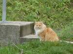(242'913) - Katze am 17.