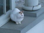 (243'602) - Katze am 8.