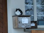 (243'615) - Katze am 8.