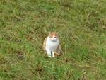 (244'085) - Katze am 21.