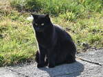 (247'052) - Katze am 9.