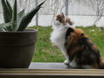 (248'258) - Katze Nimerya am 8.