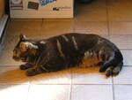 (248'334) - Kater Shaggy am 9.