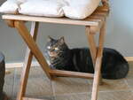 (248'335) - Kater Shaggy am 9.