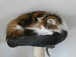 (248'347) - Katze Nimerya am 10.