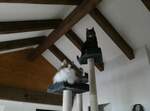 (248'354) - Katze Nimerya + Kater Shaggy am 11.
