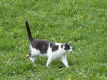 (248'835) - Katze am 18.