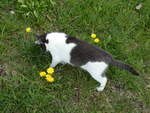 (248'836) - Katze am 18.