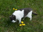(248'837) - Katze am 18.