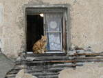 (267'885) - Katze am 8. Oktober 2024 in Juf