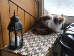 (269'393) - Katze Nimerya am 26. November 2024 in Gwatt