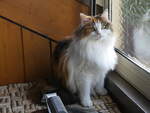 (269'394) - Katze Nimerya am 26. November 2024 in Gwatt
