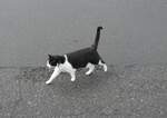 271'423) - Katze am 24. Januar 2025 auf der Stckalp
